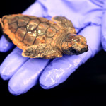 Loggerhead – Sea Turtle Exploration