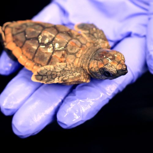 Loggerhead hatchlings start out very small.