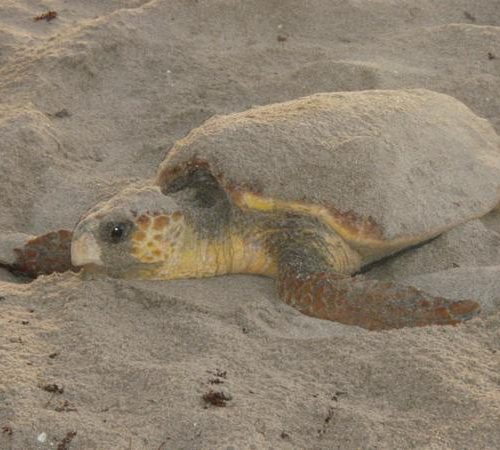Sea turtle flippers are also good for digging nests. 