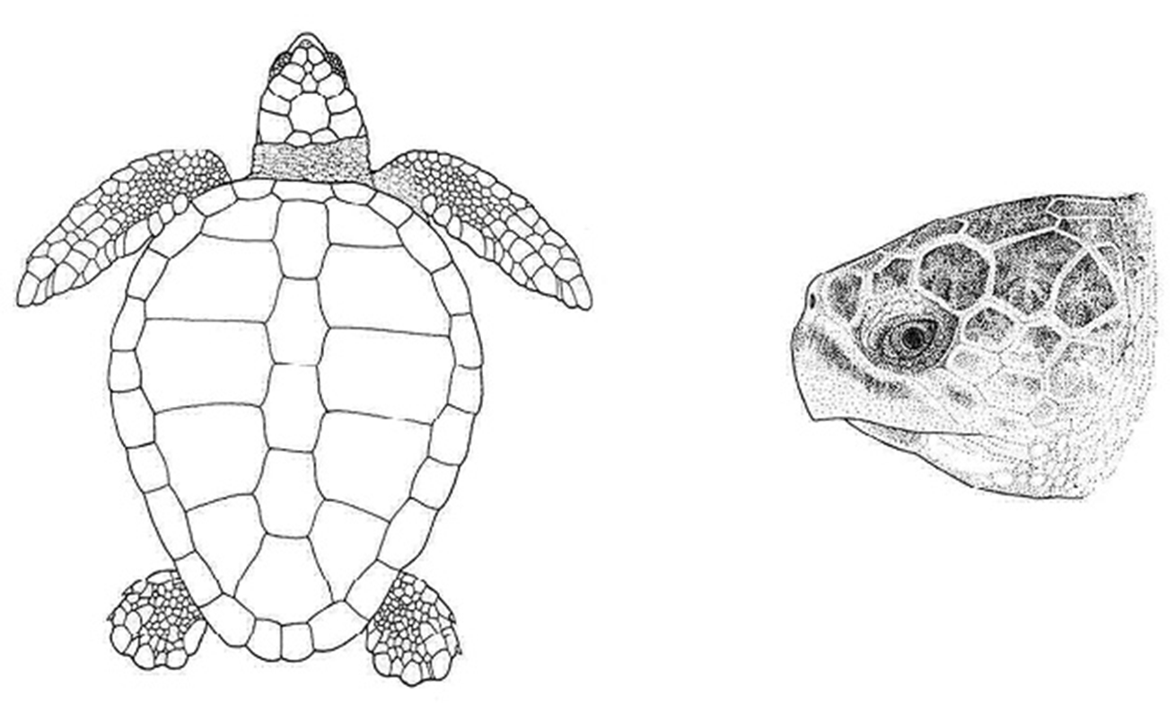 courtesy IUCN/SSC Marine Turtle Specialist Group