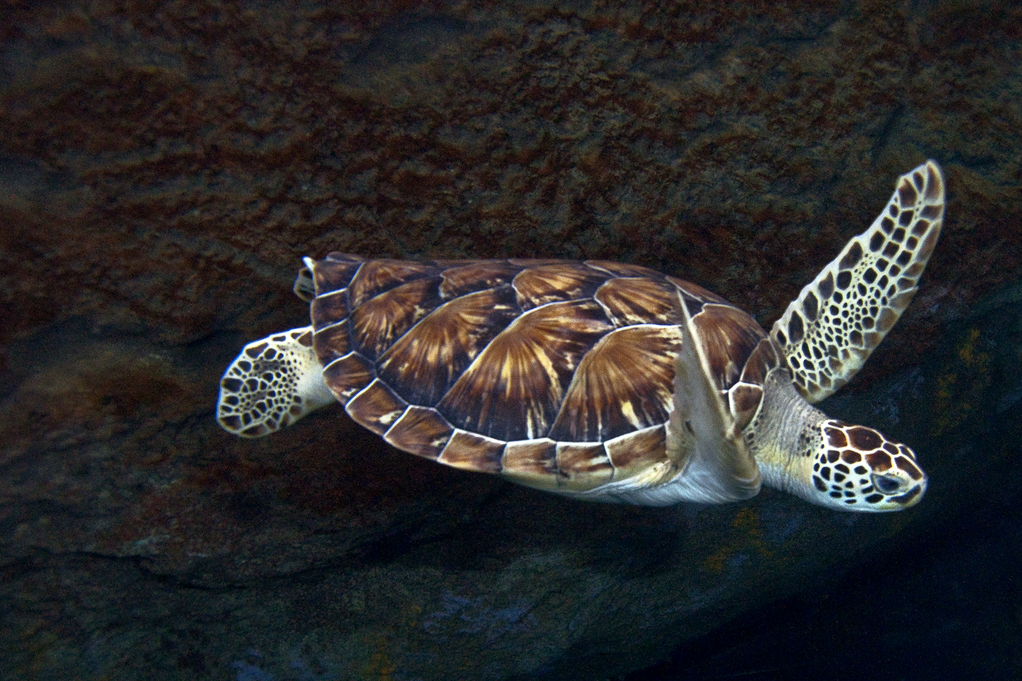 What is the title of this picture ? Green | Sea Turtle Exploration