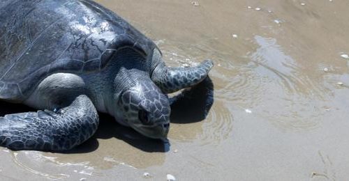 Olive ridley on the beach