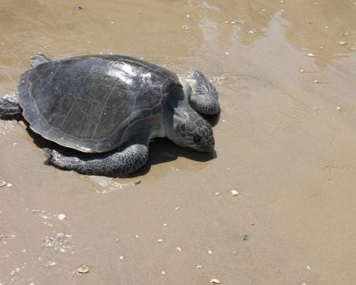 Olive ridley female on the beach