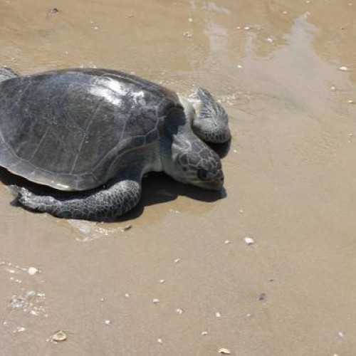 Olive ridley female on the beach