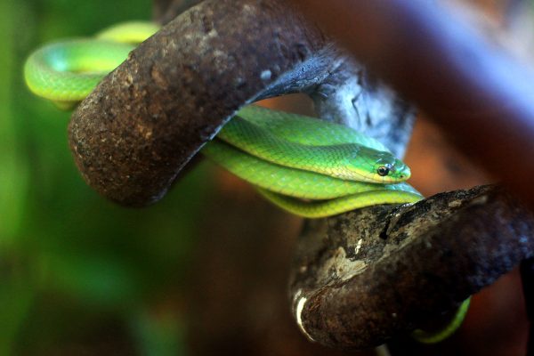 Rough Green Tree Snake at the North Carolina Aquarium at Fort Fisher