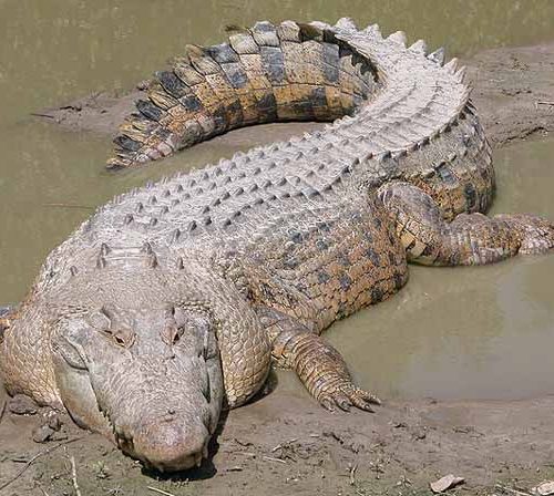 Salt water crocodile