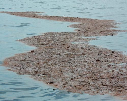 Sargassum rafts are large collections of sargassum seaweed.
