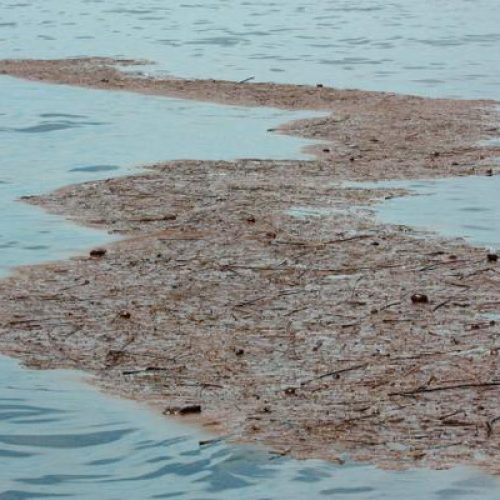 Sargassum rafts are large collections of sargassum seaweed.