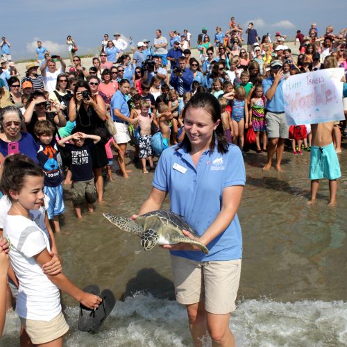 Womble, the green sea turtle, and the crowd