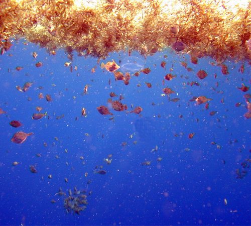 Many other species live in and around the sargassum.