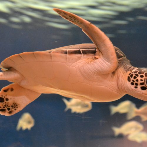 A lighter underside helps camouflage the turtles in the water.