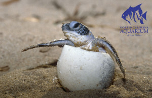 Green sea turtle hatching from an egg