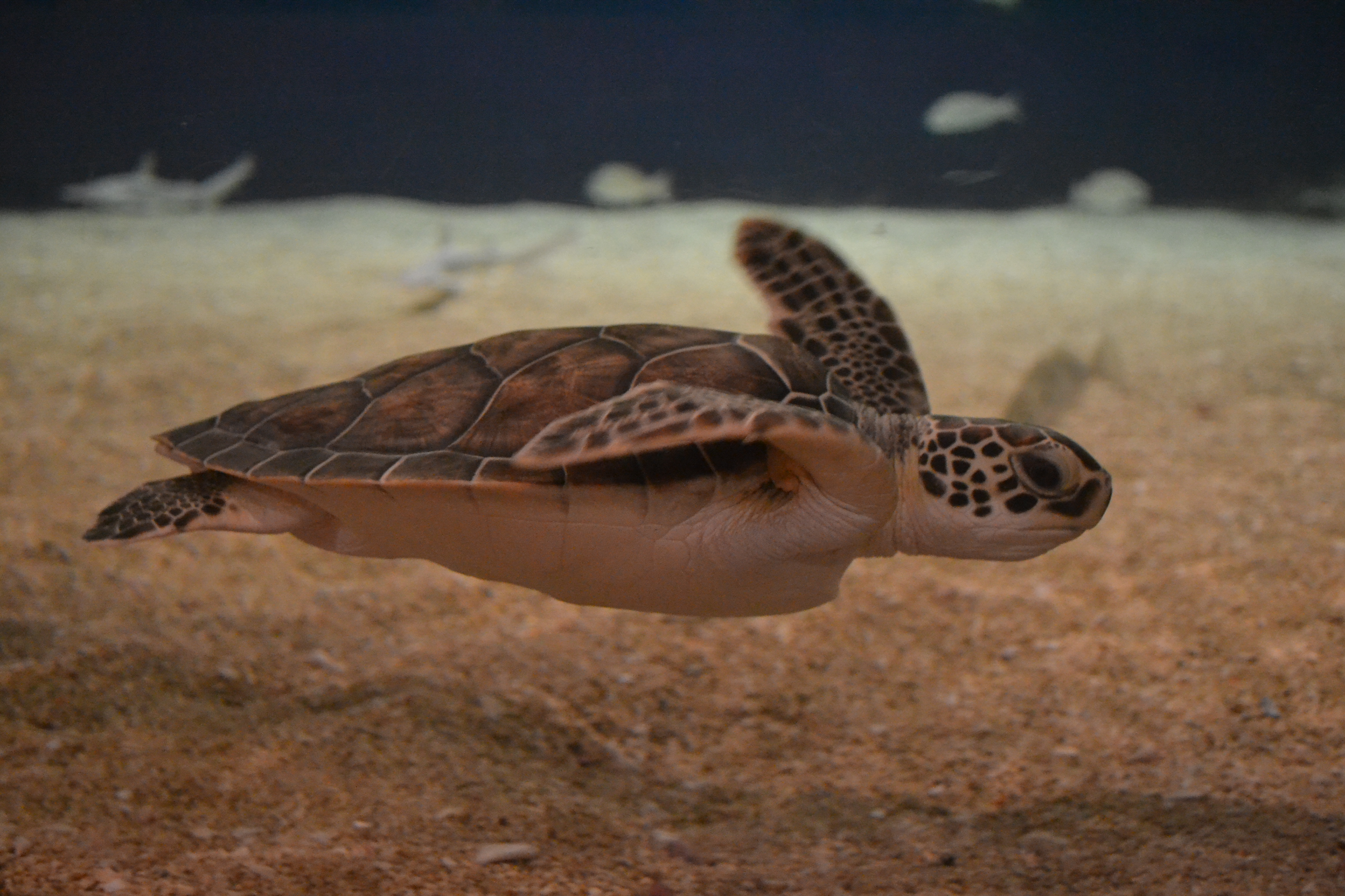 All About Sea Turtles | Sea Turtle Exploration