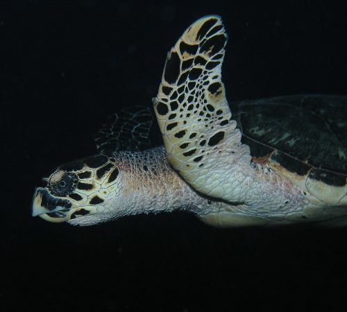 Hawksbill swimming