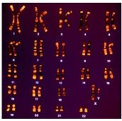 human chromosomes (from www.biologyreference.com)
