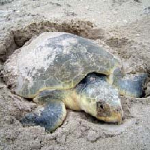 Kemp’s Ridley | Sea Turtle Exploration