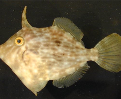 Many species, like this planehead filefish, are colored to be camouflaged in the sargassum.