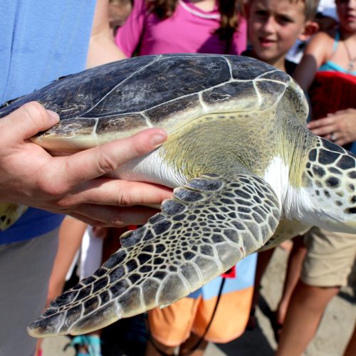 Womble, the green sea turtle, being released