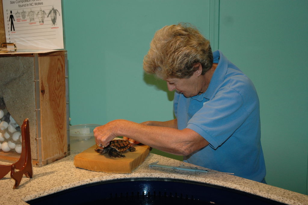 Judy measuring hatchling