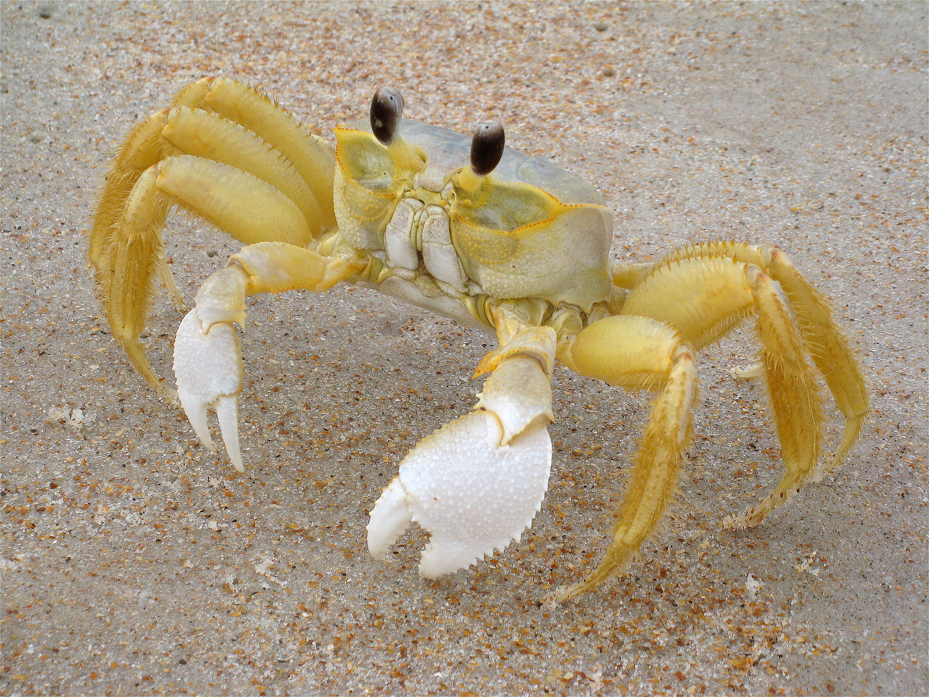 FloridaGhostCrab