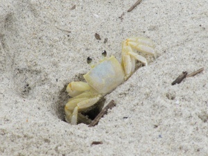 Ghost_crab