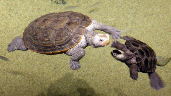 Inside of a Sea Turtle’s Mouth | Sea Turtle Exploration