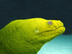 The Green Moray Eel that also lives in the Cape Fear Shoals with Shelldon