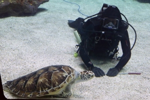 An Aquarium diver with Shelldon at the bottom of the Cape Fear Shoals exhibit