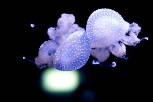 White-spotted jellyfish float on exhibit