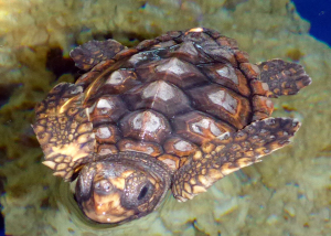 Turtle B in October 2014