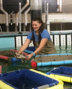 This past winter I helped rehabilitate cold-stunned sea turtles