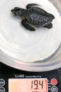 Turtle B is weighed in grams