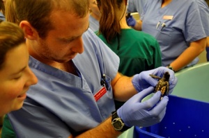 A vet examines one of the hatchlings when they first arrived last summer