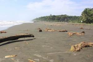The Pacuare Nature Reserve protects and patrols the beaches for nesting leatherback sea turtles