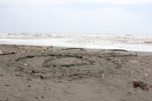 Leatherback sea turtle tracks in the sand