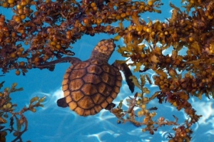 A sea turtle uses the Sargassum seaweed to help camouflage