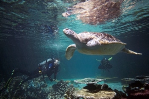 Calypso and a diver swim in the Blacktip Reef exhibit