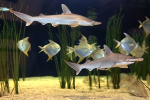 Baby bonnetheads swim with other fish in our Shadows on the Sand exhibit