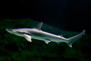 Bonnethead sharks are related to hammerhead sharks