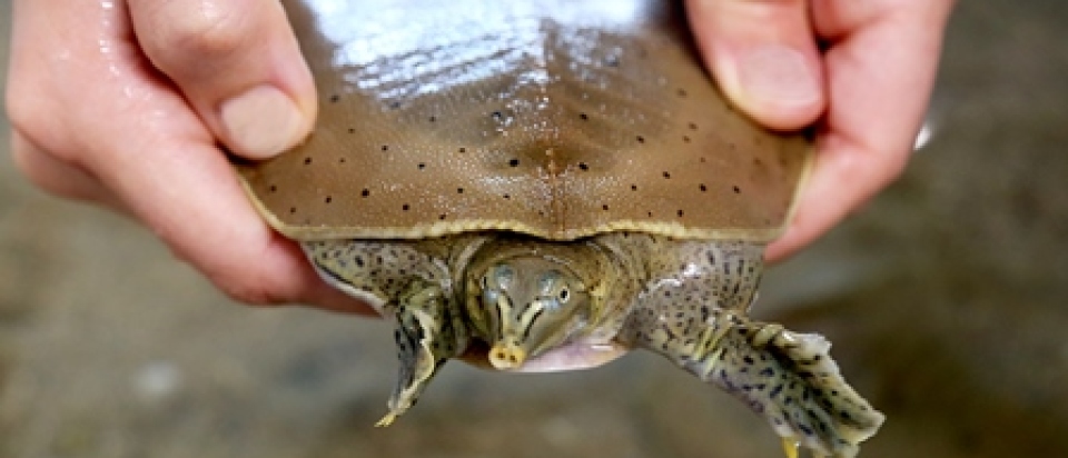 Spiny Softshell Turtle 3