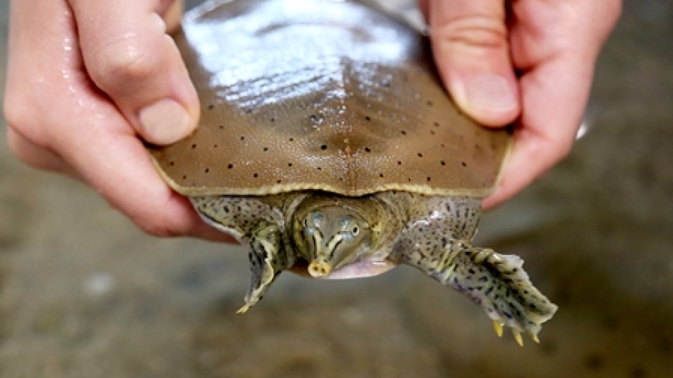 Spiny Softshell Turtle 3