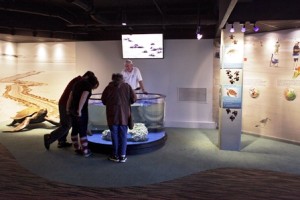 Visitors learn about sea turtles at our sea turtle exhibit