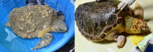 Before and after comparison of Belton, one the SC Aquarium's current patients who not only suffered from DTS but was also missing a portion of his right front flipper most likely from entanglement