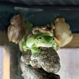 A green tree frog on exhibit with other tree frogs 