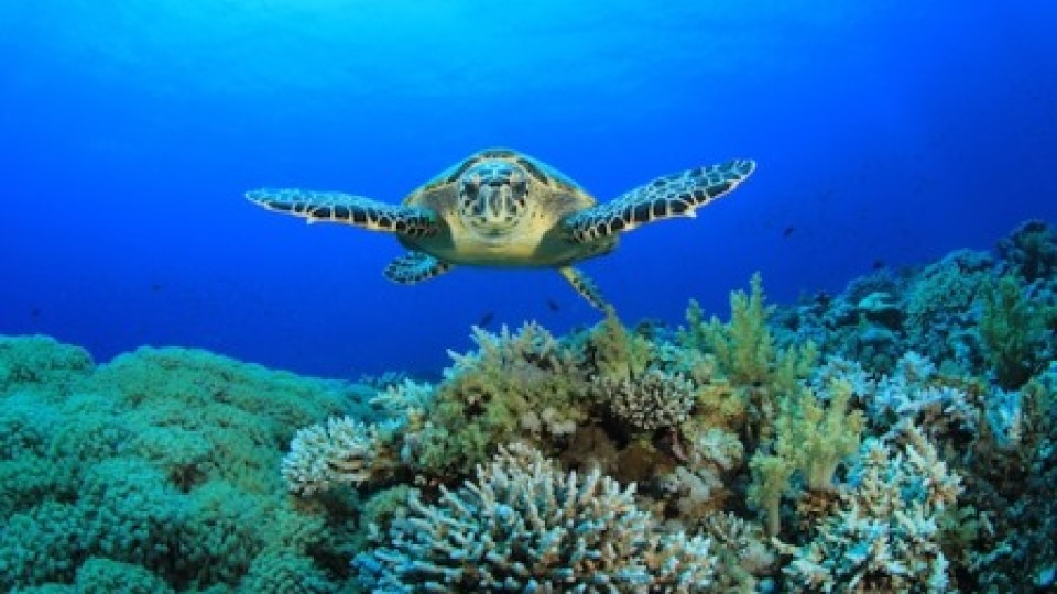 Climate and Coral | Sea Turtle Exploration