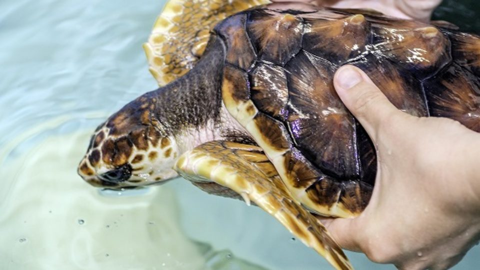 Bald Head Island | Sea Turtle Exploration