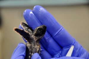 Veterinarian staff make sure to handle the hatchling very carefully while wearing gloves