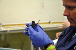 Our veterinarian gives the hatchling a physical exam.