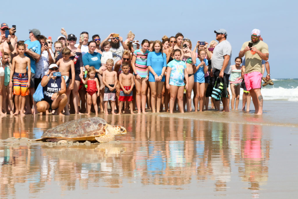 2017 Topsail Turtle Release-5