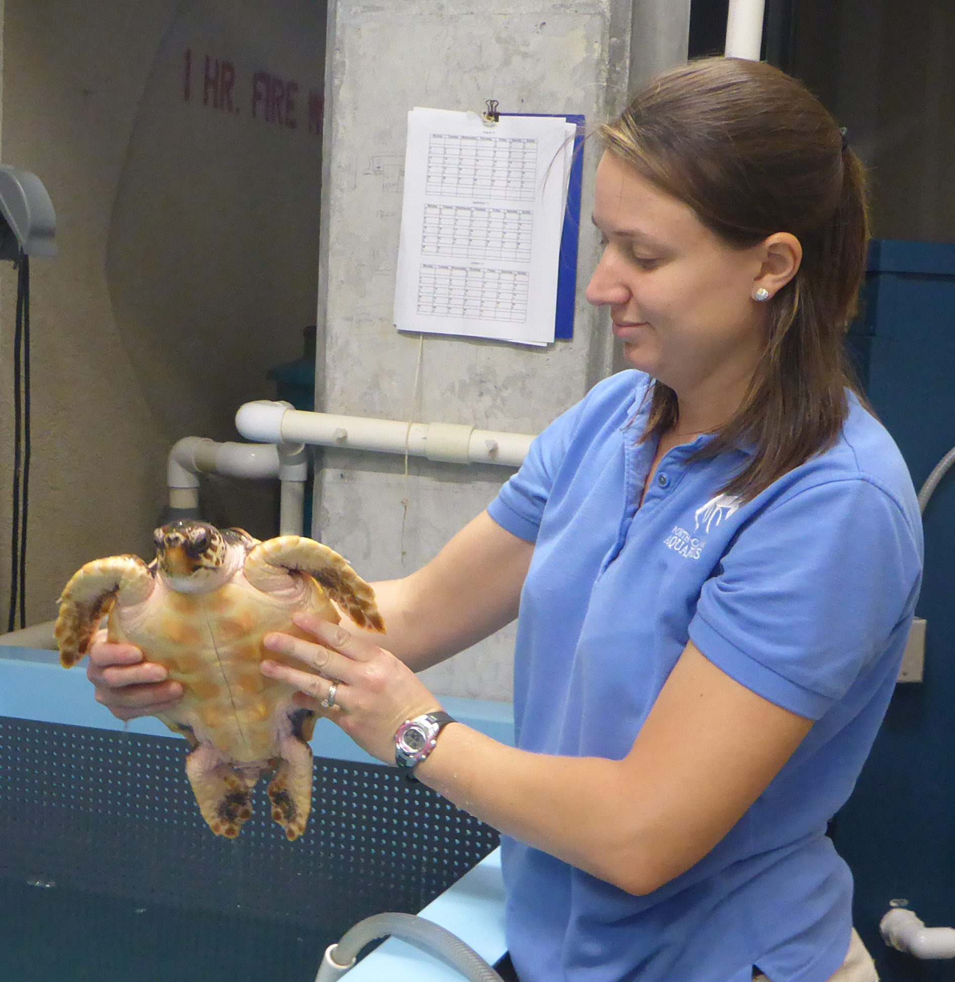 Thankful for Staff That Cares – Sea Turtle Exploration